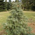 Abies concolor